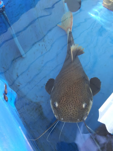 Pet Supply Store «Pet Valu», reviews and photos, 7750 Brandt Pike, Huber Heights, OH 45424, USA