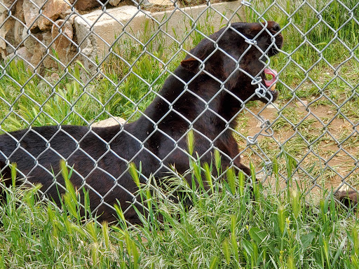 Zoo «Sierra Safari Zoo», reviews and photos, 10200 N Virginia St, Reno, NV 89506, USA