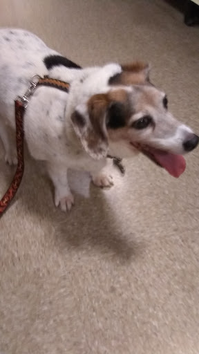 Pet Supply Store «PetSmart», reviews and photos, 1700 Fruitville Pike, Lancaster, PA 17601, USA