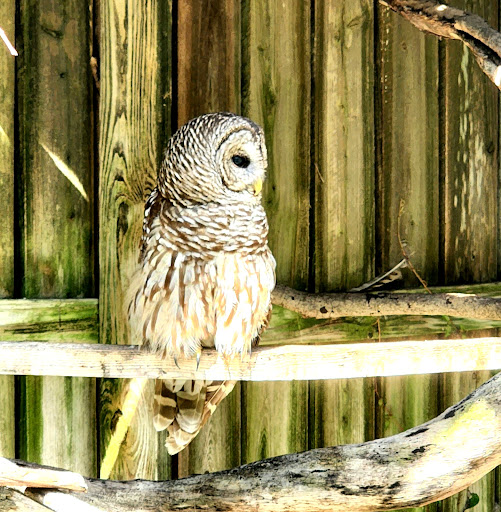 Aquarium «Mote Marine Laboratory & Aquarium», reviews and photos, 1600 Ken Thompson Pkwy, Sarasota, FL 34236, USA