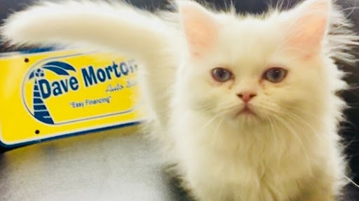 Used Car Dealer «Dave Morton Auto Sales», reviews and photos, 270 Lancaster Dr NE, Salem, OR 97301, USA