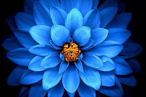 Blue Lotus Masaj image