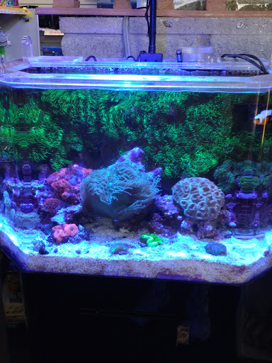 Aquarium «Old Orchard Aquarium», reviews and photos, 9235 Skokie Blvd, Skokie, IL 60077, USA