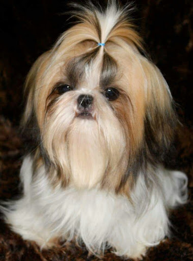 Pet Supply Store «The Beach Dog», reviews and photos, 3512 Del Prado Blvd, Cape Coral, FL 33904, USA