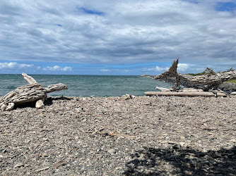 Driftwood Kohala (Whale), Honu (Sea Turtle),