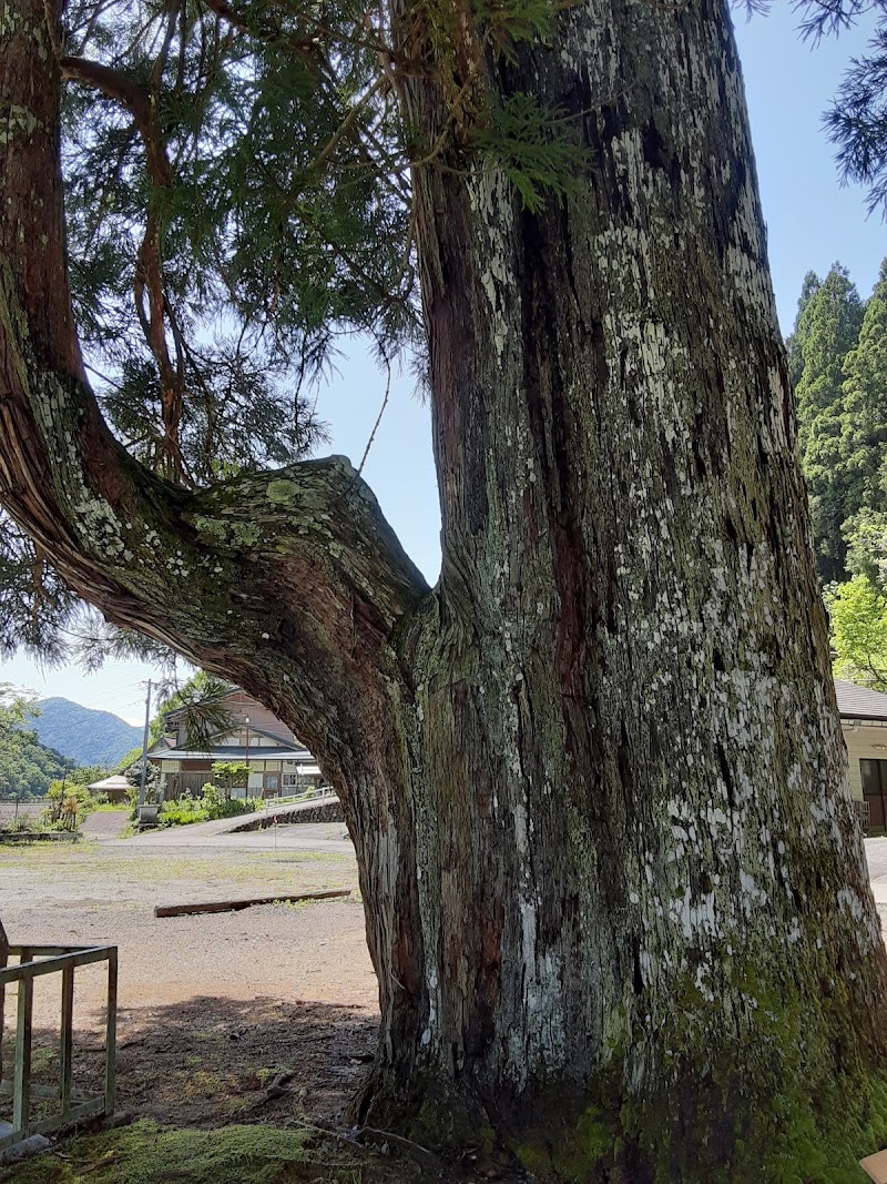 神明神社の大杉