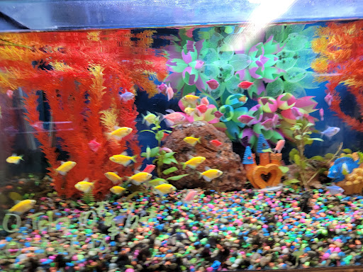 Tropical Fish Store «Royal Tropical Fish & Bird», reviews and photos, 1324 Hartrick Ave, Royal Oak, MI 48067, USA