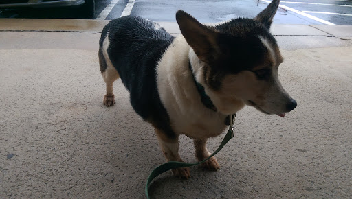 Pet Supply Store «The Natural Dog», reviews and photos, 3708 Lawndale Dr, Greensboro, NC 27455, USA