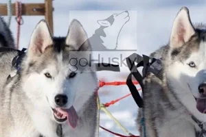 goHusky Dogsledding Tours image