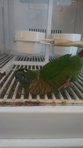 Pet Supply Store «Petco Animal Supplies», reviews and photos, 1207 S Caraway Rd, Jonesboro, AR 72401, USA