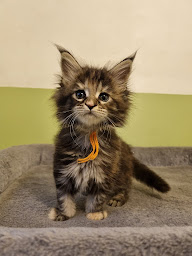 Photo n°2 de Psv-pl elevage maine coon westie pension à Dampierre-sur-Avre ()