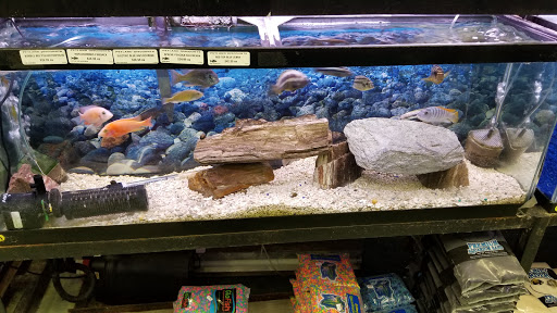 Pet Store «Petland Discounts - LI City», reviews and photos, 34-60 48th Ave, Queens, NY 11101, USA