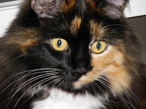 131 Olympia Park Rd, Grass Valley, CA 95945, USA