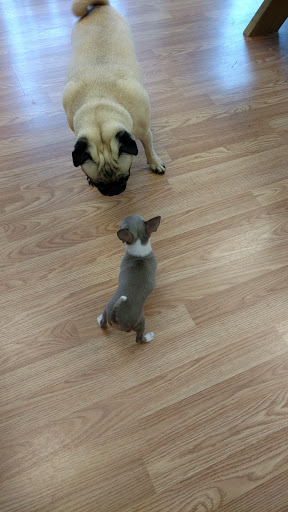 Pet Groomer «Fredericksburg Natural Pet», reviews and photos, 5320 Plank Rd, Fredericksburg, VA 22407, USA