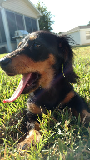 Pet Supply Store «PetSmart», reviews and photos, 534 US-441, Lady Lake, FL 32159, USA