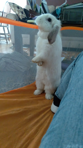 Pet Supply Store «Petco Animal Supplies», reviews and photos, 11 Cornerstone Square #200, Westford, MA 01886, USA