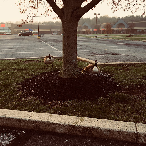 Grocery Store «ACME Markets», reviews and photos, 128 Lantana Dr, Hockessin, DE 19707, USA