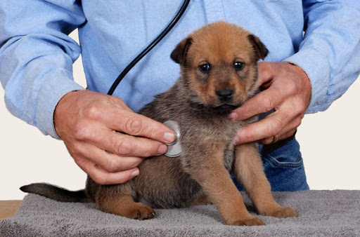 Jai Pet Care Veterinary Clinic Raebareli - Best Veterinarian in Raebareli