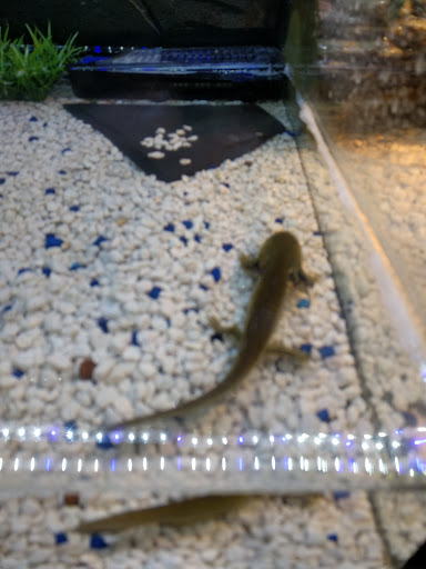 Pet Store «Petland Lancaster», reviews and photos, 1400 River Valley Cir N, Lancaster, OH 43130, USA