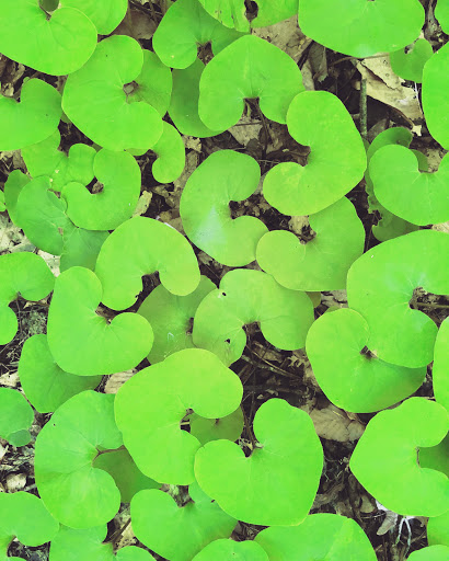 Nature Preserve «Swift Creek Bluffs Nature Preserve», reviews and photos, 7800 Holly Springs Rd, Raleigh, NC 27606, USA