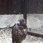 Photo n° 2 de l'avis de Pegg.e fait le 27/08/2018 à 04:44 pour La Volerie des Aigles à Kintzheim