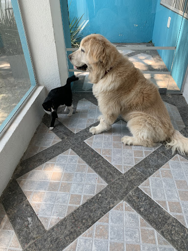 Vet Olímpia em São Paulo - SP