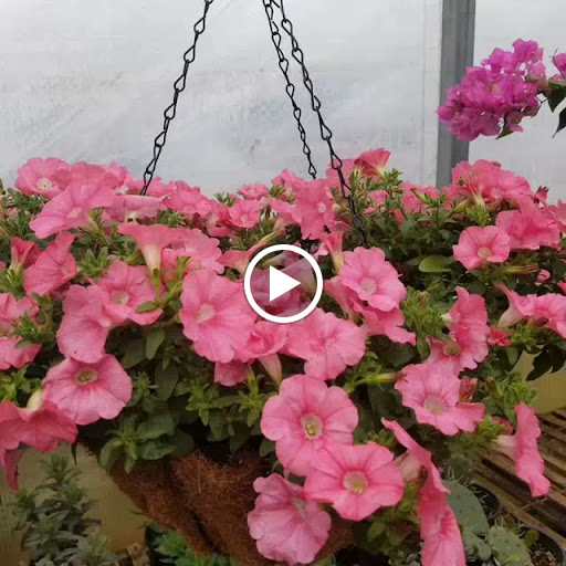 Wholesale Plant Nursery «Garden Fantasy», reviews and photos, 43250 Tyler Rd, Belleville, MI 48111, USA