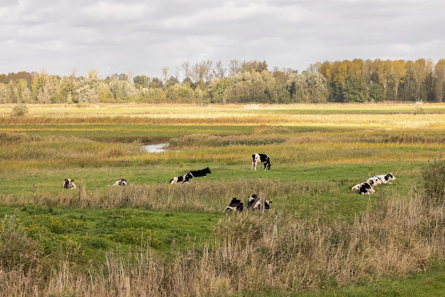 Polders van Kruibeke - Antwerpen