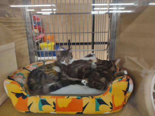 Pet Supply Store «PetSmart», reviews and photos, 2101 NJ-35, Holmdel, NJ 07733, USA
