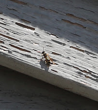 Jove Pest Control | Rat Exterminator - Photo 7 - Car repair in New York, NY, Queens