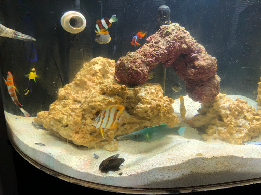 Tropical Fish Store «Nemo Aquarium», reviews and photos, 1560 Indian Trail Rd #106, Norcross, GA 30093, USA