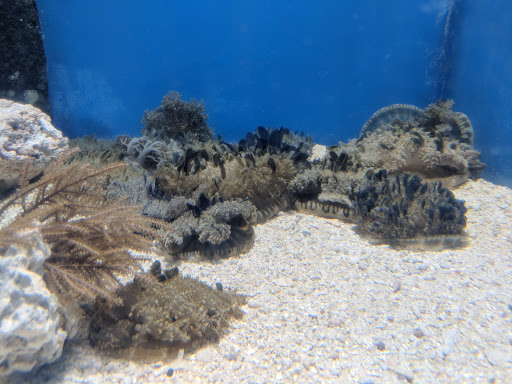 Aquarium «Greater Cleveland Aquarium», reviews and photos, 2000 Sycamore St, Cleveland, OH 44113, USA