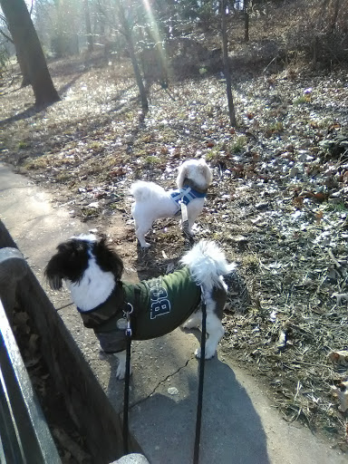 Pet Store «Petland Discounts - 125th Street», reviews and photos, 167 E 125th St, New York, NY 10035, USA