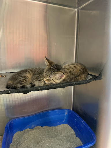 Pet Supply Store «PetSmart», reviews and photos, 45050 Northpointe Blvd, Utica, MI 48315, USA