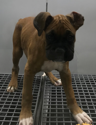 Pet Store «Petland», reviews and photos, 920 Hebron Rd, Heath, OH 43056, USA