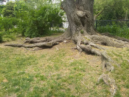 Park «Griggs Park», reviews and photos, 33 Griggs Rd, Brookline, MA 02446, USA