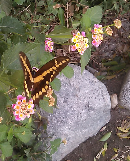 Sporting Goods Store «Big 5 Sporting Goods», reviews and photos, 1073 W Arrow Hwy, San Dimas, CA 91773, USA