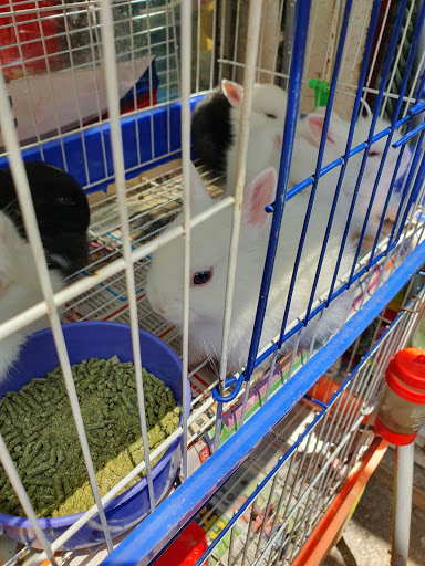 Adopcion hamster Arequipa