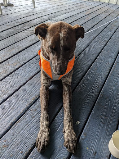 Pet Store «Pet Supermarket, Inc.», reviews and photos, 1938 FL-44 #40, New Smyrna Beach, FL 32168, USA