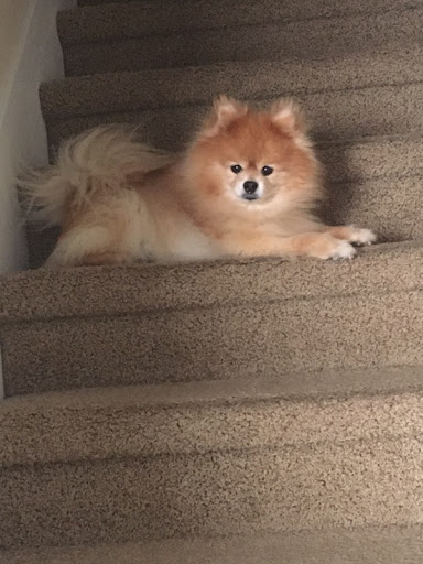 Pet Supply Store «PetSmart», reviews and photos, 34940 Emerald Coast Pkwy, Destin, FL 32541, USA