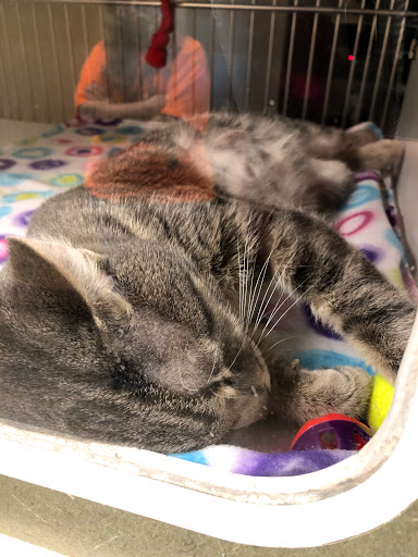 Animal Shelter «Dubuque Regional Humane Society», reviews and photos, 4242 Chavenelle Rd, Dubuque, IA 52002, USA