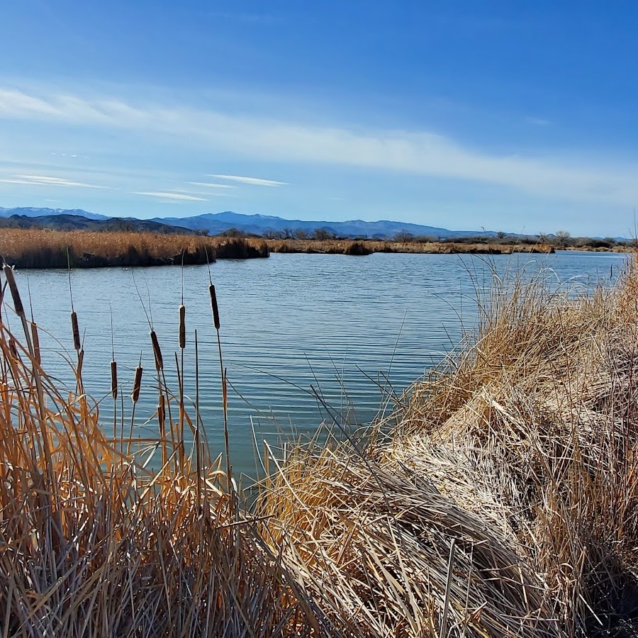 Mason Valley Wildlife Management Area