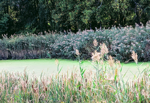 Park «Fairland Recreational Park», reviews and photos, 3928 Greencastle Rd, Burtonsville, MD 20866, USA