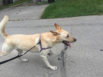 Jenevi's Pet Services - Photo 8 - Car repair in , The Woodlands