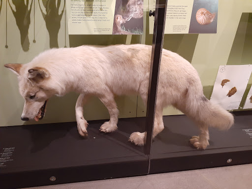 Natural History Museum «Natural History Museum of Utah», reviews and photos, 301 Wakara Way, Salt Lake City, UT 84108, USA