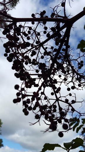 Nature Preserve «Lincoln Marsh», reviews and photos, Harrison Ave & Pierce Ave, Wheaton, IL 60187, USA