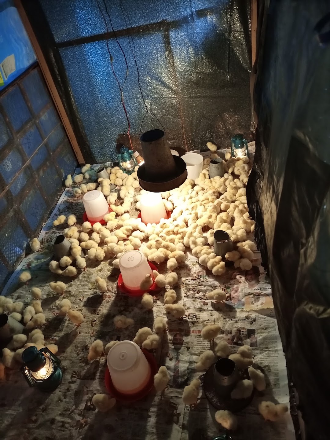 Cheku Enterprises (Chekufarms)