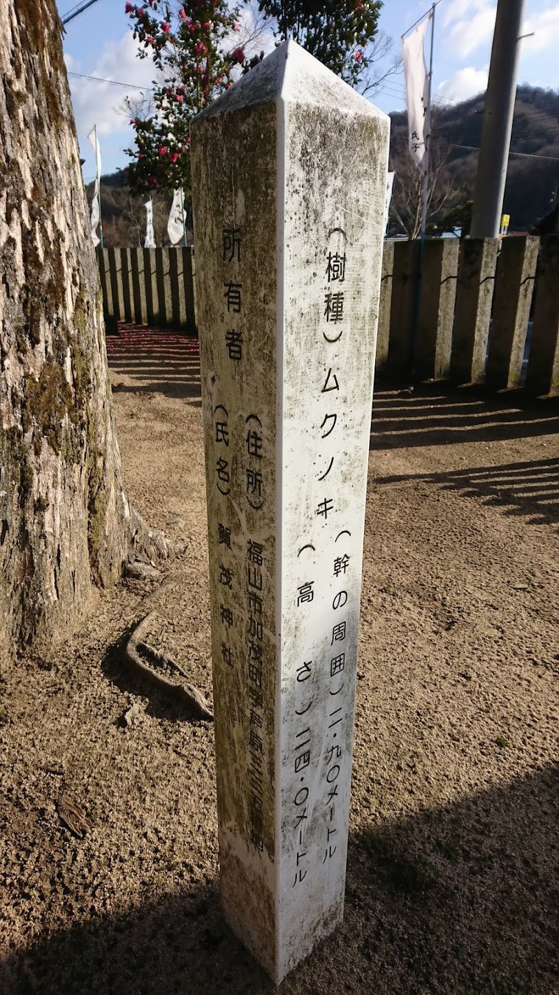 賀茂神社のムクノキ