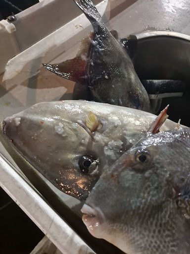 Fishing Charter «Flamingo Deep Sea Fishing», reviews and photos, 801 Seabreeze Blvd, Fort Lauderdale, FL 33316, USA