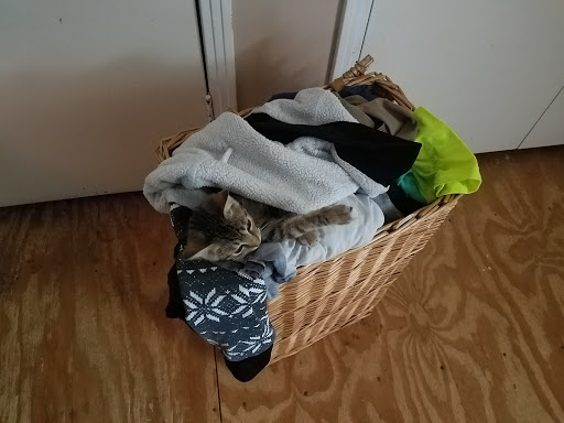 Pet Store «Pet Land», reviews and photos, 1450 Fort Campbell Blvd, Clarksville, TN 37042, USA